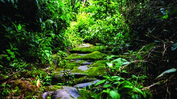 Tìm lại con đường đá cổ Pavie