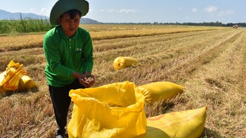 Giống lúa chất lượng cao: Loay hoay mỏi mệt