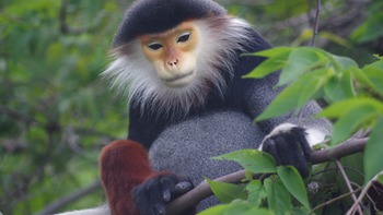 Tiếng của rừng