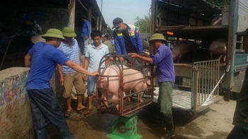 Vào chợ lợn lớn nhất miền Bắc