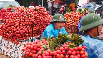 Hành trình quả vải