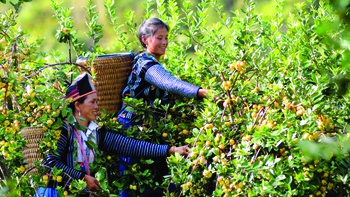 Quả sơn tra - chát chua đổi phận ngọt ngào