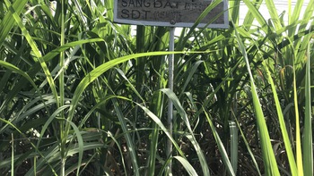 Cơn bão giá rẻ từ đường Thái
