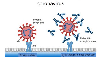 Tiếp tục giải bí ẩn “vaccine thần tốc”