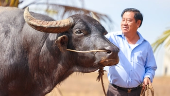 Gặp “vua” trâu nghe chuyện trâu “vua”