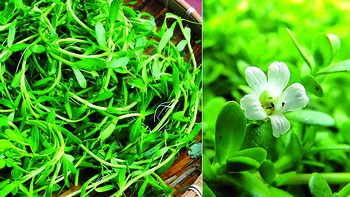 Nuốt vào cụm khói