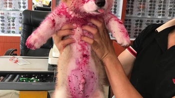 Thú cưng là “idol”