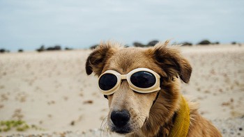 Một người đàn ông và một con chó đi bộ vòng quanh thế giới