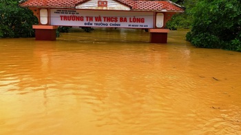 Trị bọ dừa bằng ong ký sinh