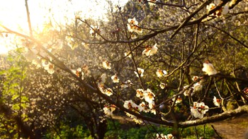 Nỗi sầu nhớ ngọt ngào