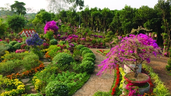 Cây dâu và khung cửi trở lại đất Quảng