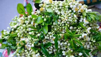 Tháng Hai nhớ ai hoa bưởi thơm?