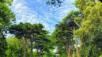 Làm bạn với cây