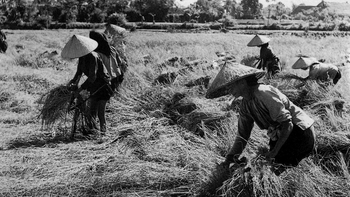 Huyền thoại “một ăn ba trăm” hay ảo giác về năng suất lúa ở đất phương Nam