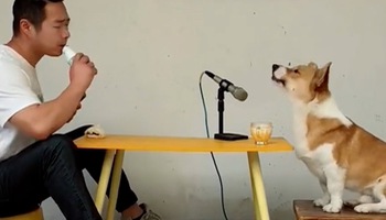 The dog sat and sang a duet with his super cool owner