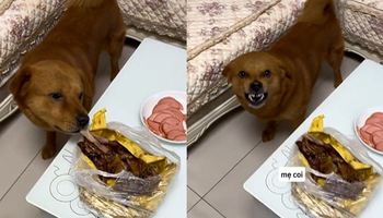 The dog was bitter when he accidentally ate roasted duck and his owner scolded him