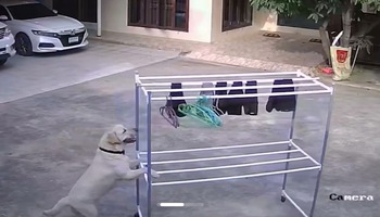 Smart dog helps owner dry clothes