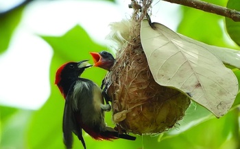 Tổ chim bé bỏng