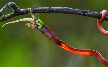 Nhiếp ảnh gia Đào Tấn Phát: "Chỉ mong đừng thấy rắn là đập nó chết"!