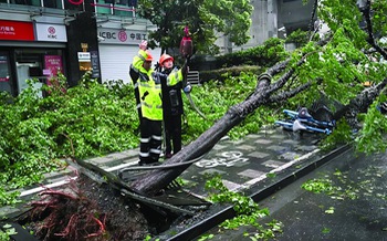 Thượng Hải: Thần tốc dọn cây sau bão