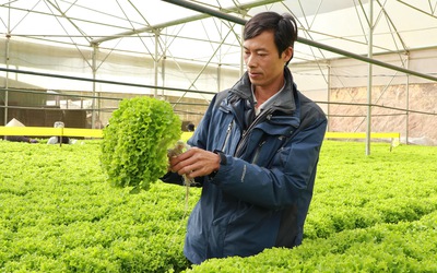 Xuất ngoại học nghề, nông dân Đà Lạt đưa rau đến Nhật Bản, Hàn Quốc