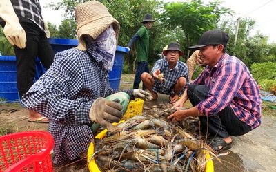 Nông dân miền Tây thắng lớn từ nuôi tôm xen canh ăn Tết