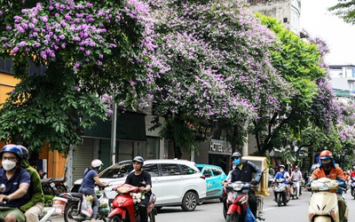 Hoa bằng lăng phủ tím nhiều con đường Hà Nội