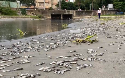 Vô số cá nước ngọt chết trên bờ biển Đà Nẵng