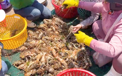 Nguyên nhân 25 tấn tôm hùm xanh bị chết ở Phú Yên