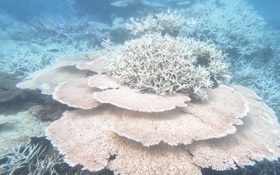Cận cảnh san hô biển Côn Đảo bị 'tẩy trắng xóa'
