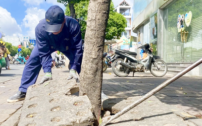 Phá bê tông vây chặt gốc, 'giải cứu' cây xanh ở quận Gò Vấp