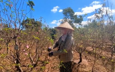 Đào khoe sắc trên đất Tây Nguyên