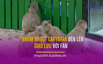 "Nhóm nhạc" capybara bẽn lẽn giao lưu với fan