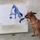 Chú chó tự vẽ chính bản thân mình
