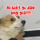 Corgi giả ngu ngơ khi bị chủ hỏi tội