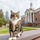 Chú mèo được đại học Mỹ trao bằng tiến sĩ