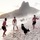 Chú chó chơi bóng cực đỉnh trên bãi biển