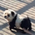 Sở thú Trung Quốc nhuộm tóc cho chó thành gấu trúc