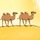Điểm vô lý trong tranh lạc đà đi trên sa mạc là gì?