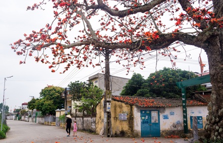 Mùa hoa gạo thắp lửa đất trời