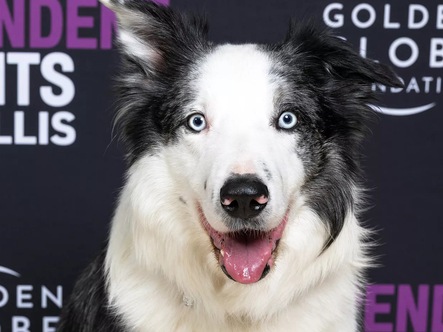 Chú chó Messi, ngôi sao của Oscar, sẽ có phim truyền hình riêng
