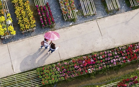 Sa Đéc 'xẻ đôi' đất làng hoa để làm tuyến đường 1,9km hơn 500 tỉ đồng