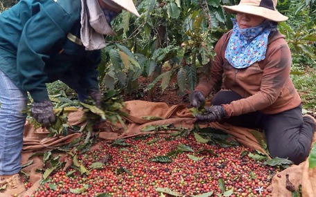 Giá cà phê cao chưa từng thấy khi vào chính vụ, nông dân thành 'đại gia'