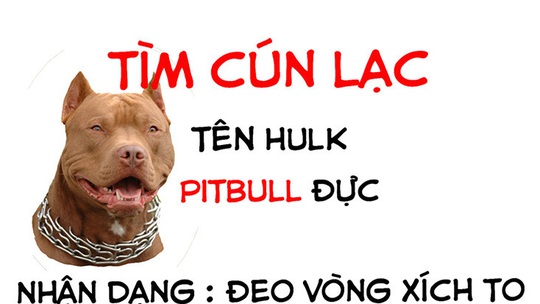 'Tìm chó lạc' khiến con phố im ắng