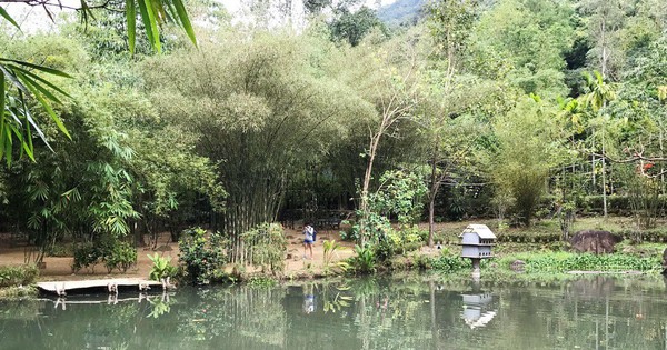 'Hòn ngọc' Sơn Trà từng có vườn thực nghiệm - Tuổi Trẻ Online 'Hòn ngọc' Sơn Trà từng có vườn thực nghiệm - Tuổi Trẻ Online
