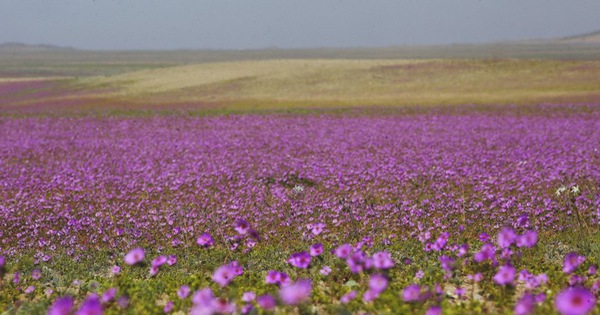 Chile bảo vệ hiện tượng 'sa mạc nở hoa' độc đáo tại Atacama