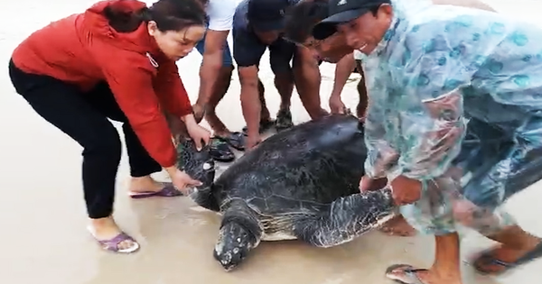 Video: Giải cứu rùa biển quý hiếm gần 100kg bị sóng đánh dạt vào bờ ...