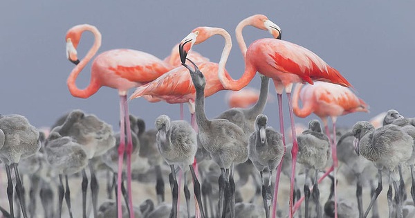 Magical beauty of flamingos in the lake of death