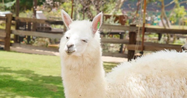 4 chú lạc đà Alpaca ở Đà Lạt chết đột ngột khiến cư dân mạng bàng hoàng