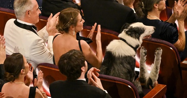 Quên John Cena đi, Oscar còn có chú chó Messi biết vỗ tay - Tuổi Trẻ Online